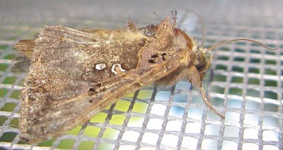 Argyrogramma signata &copy; <a href="//commons.wikimedia.org/wiki/User:Tonton_Bernardo" title="User:Tonton Bernardo">Tonton Bernardo</a>