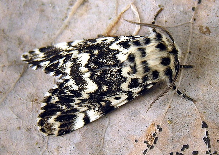 Panthea coenobita &copy; <a href="//commons.wikimedia.org/wiki/User:Algirdas" title="User:Algirdas">Algirdas</a>