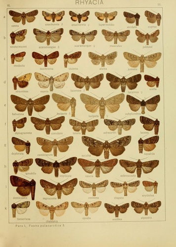 Epipsilia latens &copy; 