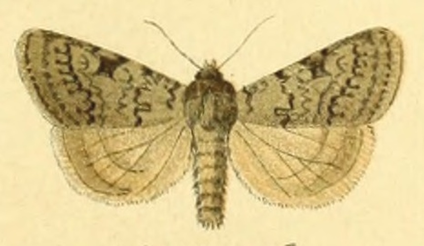 Epipsilia grisescens &copy; Unknown. (Editor: Adalbert Seitz)