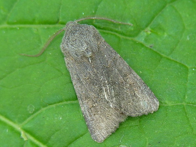 Aporophyla lutulenta &copy; 