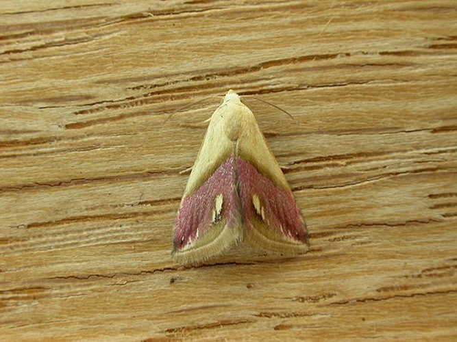 Eublemma cochylioides &copy; <a rel="nofollow" class="external text" href="https://www.flickr.com/people/25401497@N02">Donald Hobern</a>