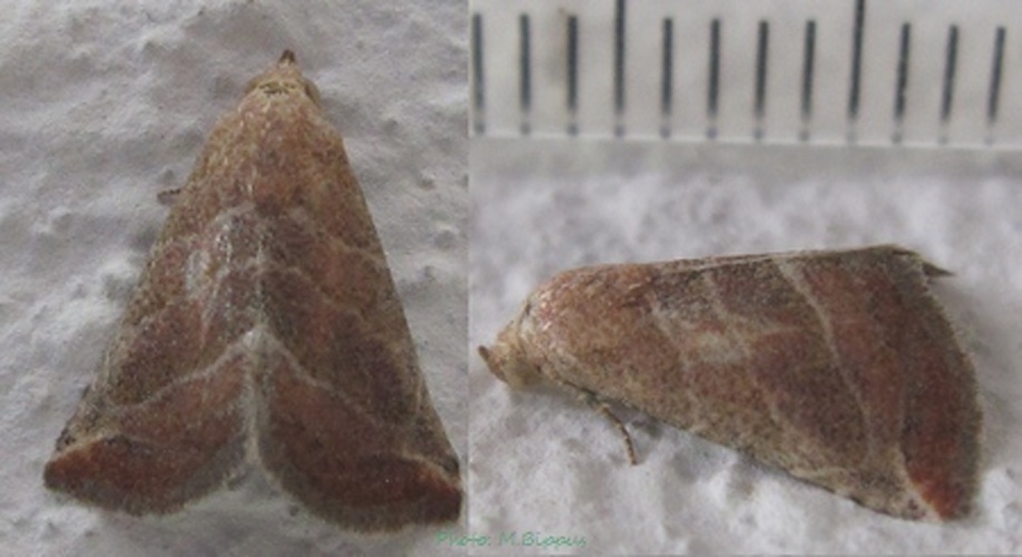 Eublemma baccalix © <a href="//commons.wikimedia.org/wiki/User:Tonton_Bernardo" title="User:Tonton Bernardo">Tonton Bernardo</a>