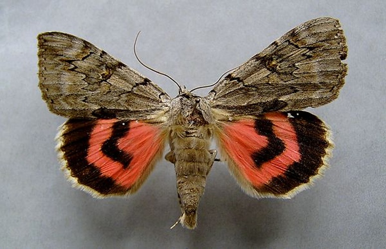 Catocala electa © <a href="//commons.wikimedia.org/wiki/User:Dumi" title="User:Dumi">Dumi</a>