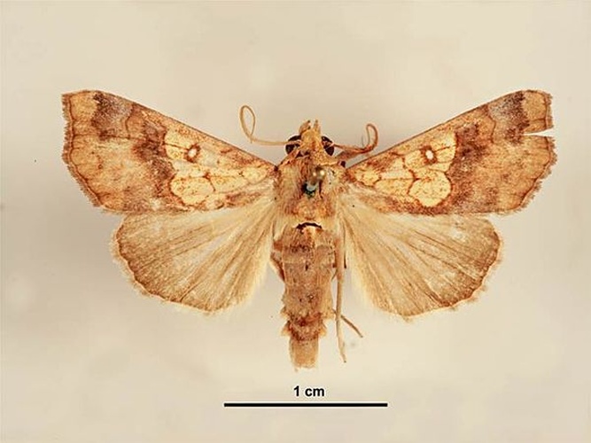 Anomis flava &copy; Lucinda Gibson &amp; Ken Walker, Museum Victoria