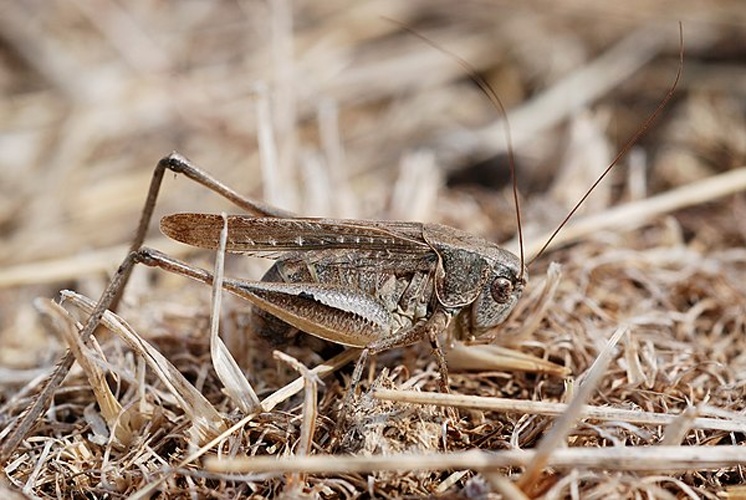 Platycleis albopunctata grisea © <a rel="nofollow" class="external text" href="https://www.flickr.com/photos/sanmartin/">Gilles San Martin</a>