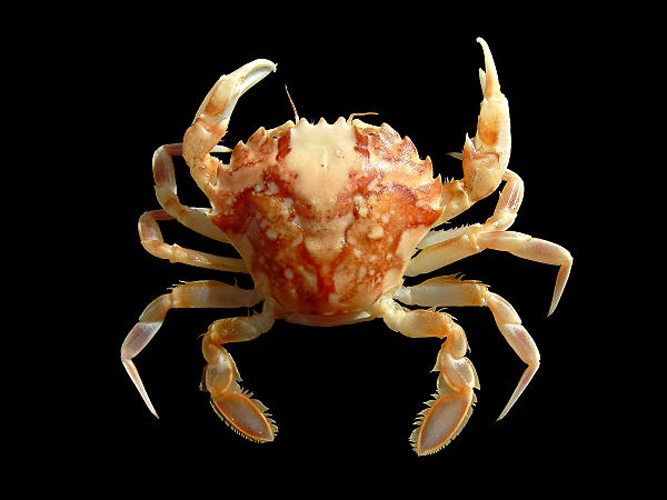 Liocarcinus marmoreus © <div class="fn value">
<a href="//commons.wikimedia.org/wiki/User:Biopics" title="User:Biopics">Hans Hillewaert</a>
</div>