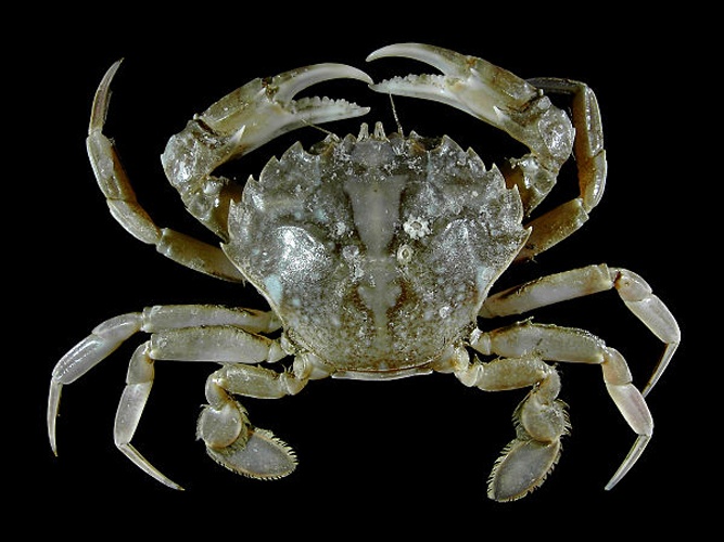 Liocarcinus vernalis &copy; <div class="fn value">
<a href="//commons.wikimedia.org/wiki/User:Biopics" title="User:Biopics">Hans Hillewaert</a>
</div>