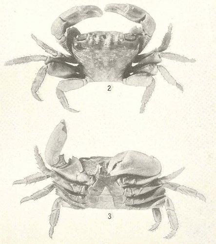 Pachygrapsus transversus &copy; <bdi><a href="https://en.wikipedia.org/wiki/en:Mary_J._Rathbun" class="extiw" title="w:en:Mary J. Rathbun">Mary J. Rathbun</a>
</bdi>