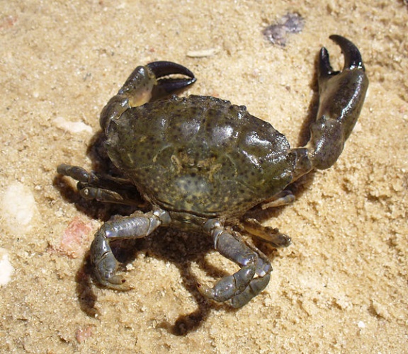 Xantho poressa © <a href="//commons.wikimedia.org/wiki/User:George_Chernilevsky" title="User:George Chernilevsky">George Chernilevsky</a>