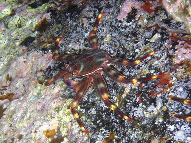 Percnon gibbesi © <a href="//commons.wikimedia.org/wiki/User:Esculapio" class="mw-redirect" title="User:Esculapio">tato grasso</a>