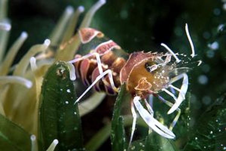 Periclimenes amethysteus &copy; Pino Bucca
Original uploader was <a href="https://it.wikipedia.org/wiki/User:Yoruno" class="extiw" title="it:User:Yoruno">Yoruno</a> at <a class="external text" href="http://it.wikipedia.org">it.wikipedia</a>