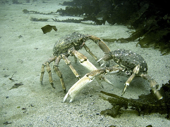 Great spider crab &copy; <a href="https://en.wikipedia.org/wiki/User:Joebater" class="extiw" title="wikipedia:User:Joebater">Joebater</a> at <a href="https://en.wikipedia.org/wiki/" class="extiw" title="wikipedia:">English Wikipedia</a> <br> Colour balance adjustment by <a href="//commons.wikimedia.org/wiki/User:Lycaon" class="mw-redirect" title="User:Lycaon">Lycaon</a> (Hans Hillewaert)