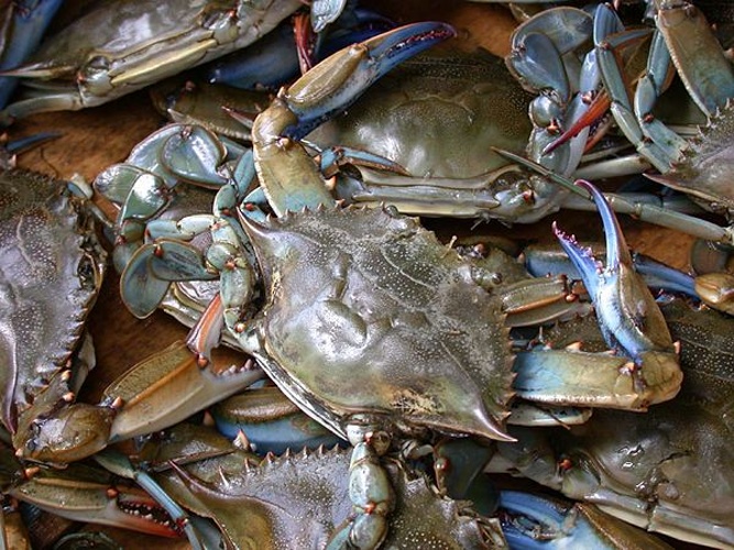 blue crab &copy; <a href="//commons.wikimedia.org/wiki/User:Wpopp" title="User:Wpopp">wpopp</a>