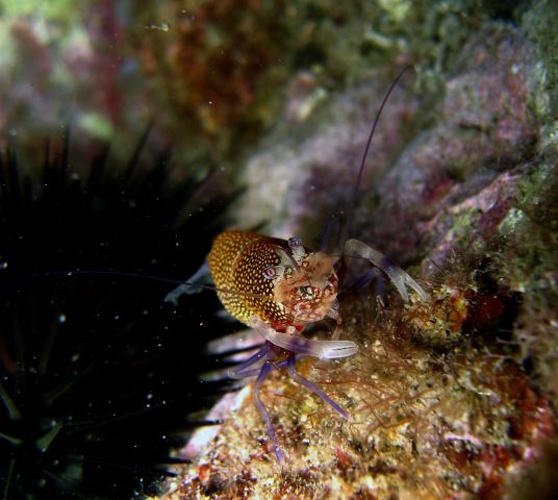 Gnathophyllum elegans © SUBnormali Team