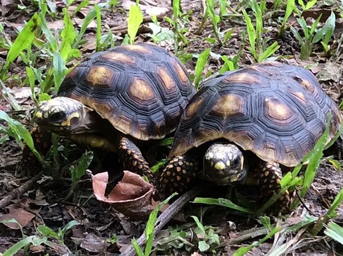 Chelonoidis carbonaria &copy; <a href="//commons.wikimedia.org/w/index.php?title=User:Andrawaag&amp;action=edit&amp;redlink=1" class="new" title="User:Andrawaag (page does not exist)">Andrawaag</a>