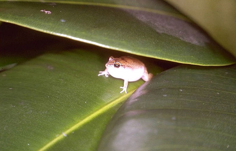 Coqui Antillano © Hugo Claessen