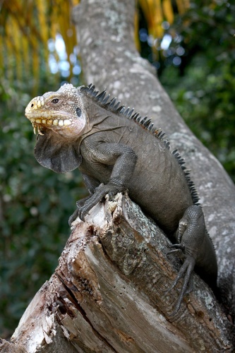 Iguana delicatissima © <a href="//commons.wikimedia.org/wiki/User:Postdlf" title="User:Postdlf">Postdlf</a>