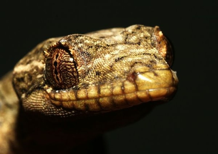 Turnip-tailed Gecko © <a rel="nofollow" class="external text" href="https://www.flickr.com/photos/dusantos_bh/">DuSantos</a>