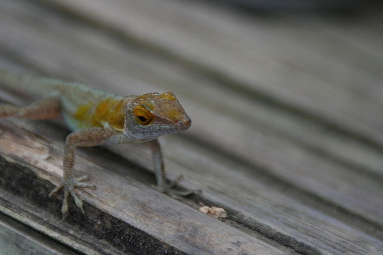 Les Saines Anole &copy; Yannick