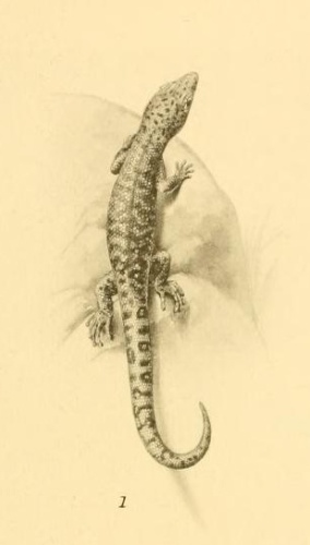 Fantastic Least Gecko © <a href="https://en.wikipedia.org/wiki/Thomas_Barbour" class="extiw" title="w:Thomas Barbour">Thomas Barbour</a>