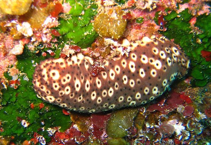 Holothuria (Platyperona) sanctori © This photo has been taken by <b><a href="//commons.wikimedia.org/wiki/User:Mirgolth" title="User:Mirgolth">Matthieu Sontag</a></b> (User:Mirgolth) and released under the licenses stated below. You are free to use it for any purpose as long as you credit me as author, Wikimedia Commons as site and follow the terms of the licenses. Could you be kind enough to <a href="https://fr.wikipedia.org/wiki/Discussion_Utilisateur:Mirgolth" class="extiw" title="fr:Discussion Utilisateur:Mirgolth">leave me a message on this page</a> to inform me about your use of this picture.