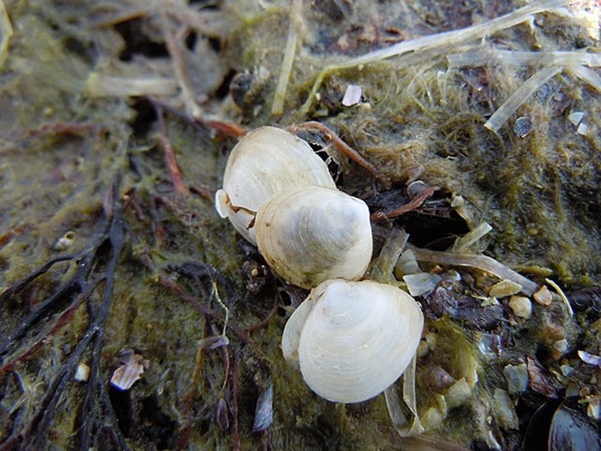 Abra segmentum © <table style="margin: 1.5em; background-color:#90EE90; border:2px solid #aaaaaa; padding:1px;" cellspacing="10"><tbody><tr><td>
<b><a href="//commons.wikimedia.org/wiki/User:Ykvach" title="User:Ykvach">Yuriy Kvach</a></b>
</td></tr></tbody></table>
<p><br></p>