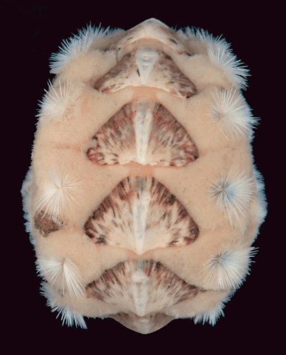 Acanthochitona fascicularis © Ávila S, Sigwart J