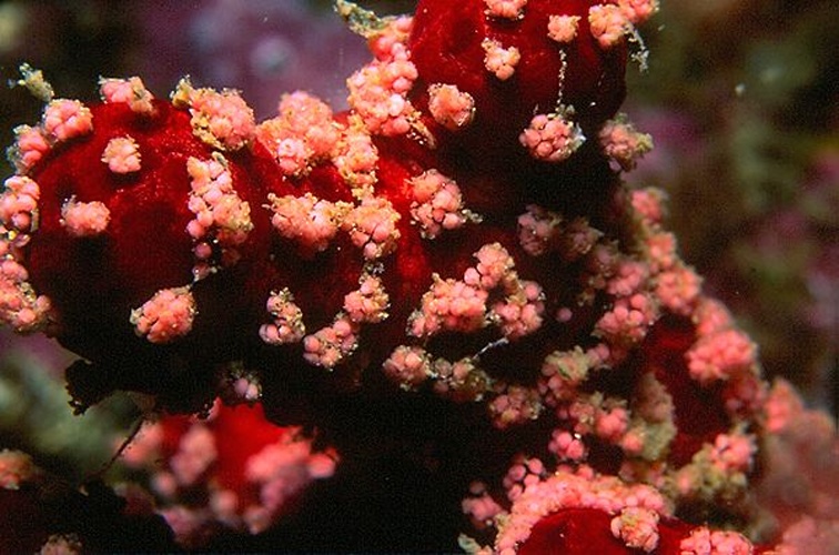 Alcyonium acaule © <a href="//commons.wikimedia.org/w/index.php?title=User:Parent_G%C3%A9ry&amp;action=edit&amp;redlink=1" class="new" title="User:Parent Géry (page does not exist)">Parent Géry</a>