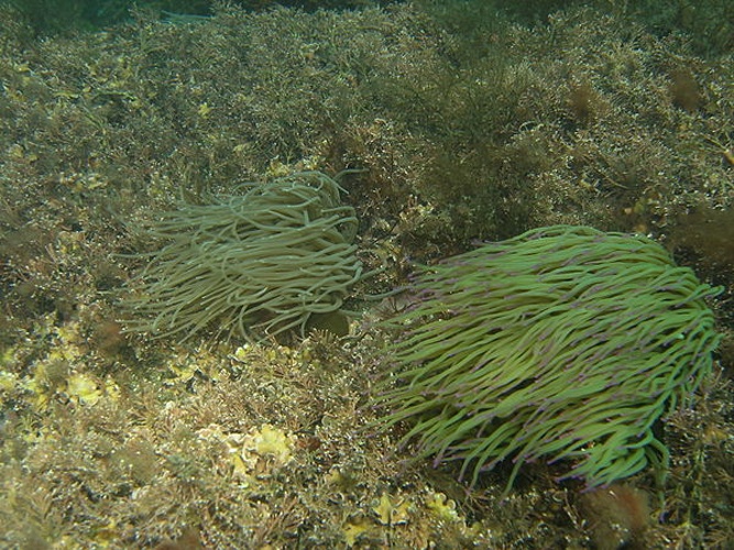 Snakelocks anemone &copy; <a href="//commons.wikimedia.org/wiki/User:Que2" title="User:Que2">Que2</a>