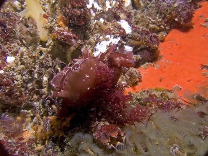 Dwarf sea hare © <a href="//commons.wikimedia.org/w/index.php?title=User:AndyT&amp;action=edit&amp;redlink=1" class="new" title="User:AndyT (page does not exist)">AndyT</a>