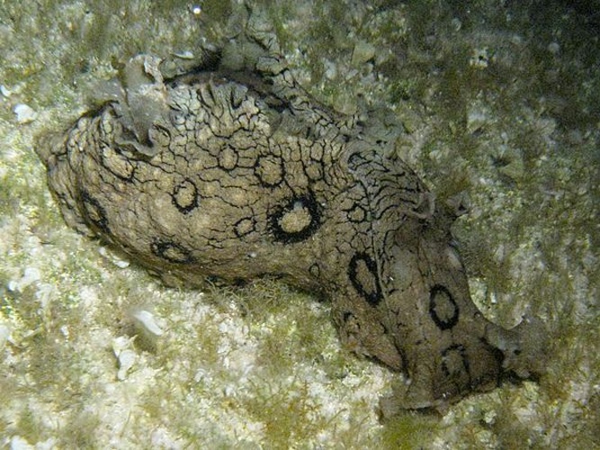 Aplysia dactylomela &copy; <a href="//commons.wikimedia.org/w/index.php?title=User:MikeTickle&amp;action=edit&amp;redlink=1" class="new" title="User:MikeTickle (page does not exist)">MikeTickle</a>, (cropped and a bit edited (color adjustments) by <a href="//commons.wikimedia.org/wiki/User:Snek01" title="User:Snek01">User:Snek01</a>)