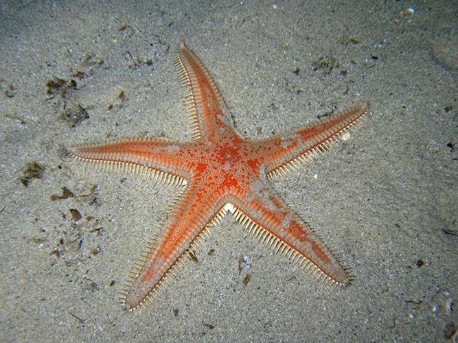 Astropecten aranciacus &copy; <a href="//commons.wikimedia.org/wiki/User:Rpillon" title="User:Rpillon">Rpillon</a>