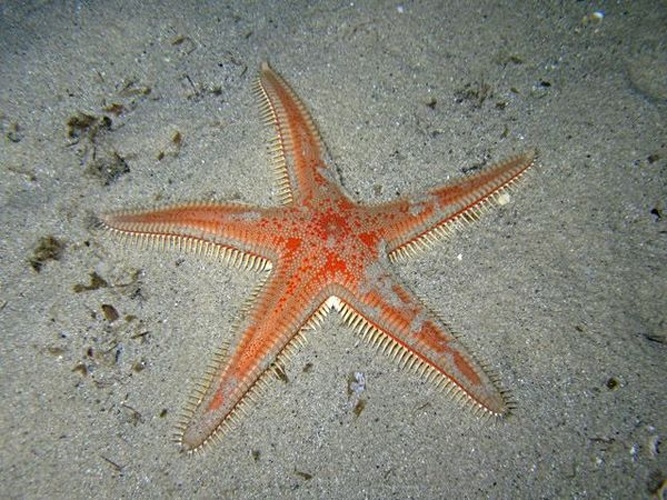 Astropecten aranciacus © <a href="//commons.wikimedia.org/wiki/User:Rpillon" title="User:Rpillon">Rpillon</a>