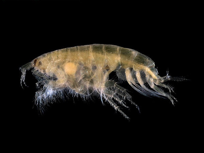 Bathyporeia elegans &copy; <div class="fn value">
<a href="//commons.wikimedia.org/wiki/User:Biopics" title="User:Biopics">Hans Hillewaert</a>
</div>