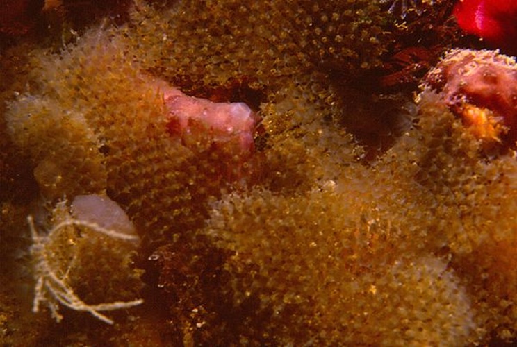 Beania magellanica © <a href="//commons.wikimedia.org/w/index.php?title=User:Parent_G%C3%A9ry&amp;action=edit&amp;redlink=1" class="new" title="User:Parent Géry (page does not exist)">Parent Géry</a>