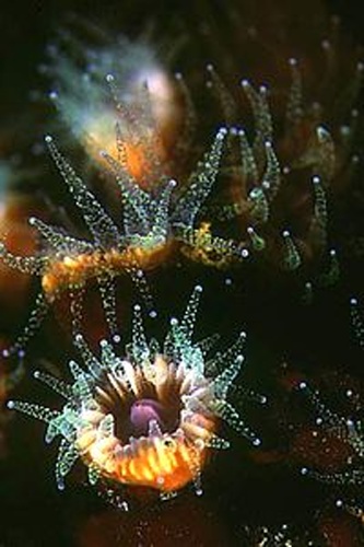 Caryophyllia inornata © Pino Bucca