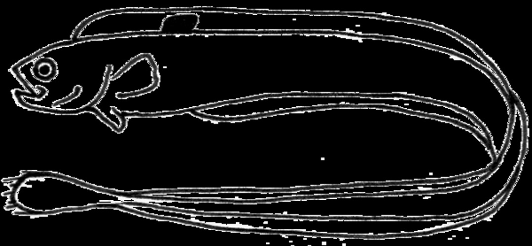 Cepola macrophthalma © <a href="//commons.wikimedia.org/wiki/User:Yoruno" title="User:Yoruno">yoruno</a>