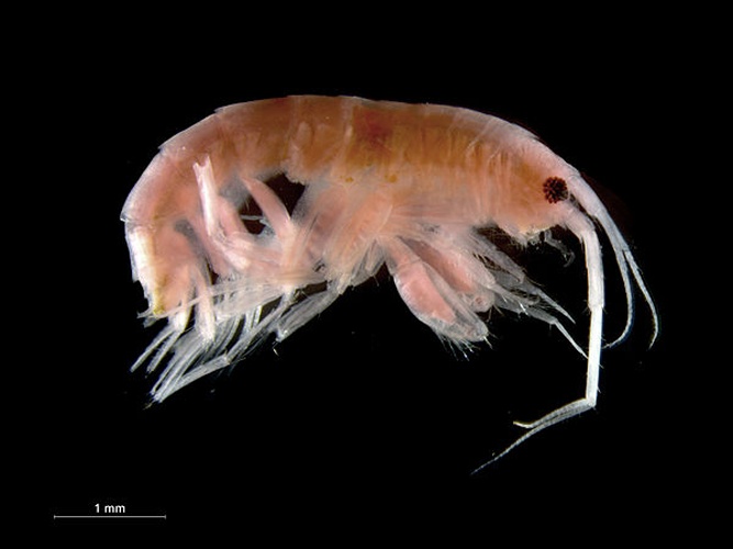 Cheirocratus sundevalli © <div class="fn value">
<a href="//commons.wikimedia.org/wiki/User:Biopics" title="User:Biopics">Hans Hillewaert</a>
</div>