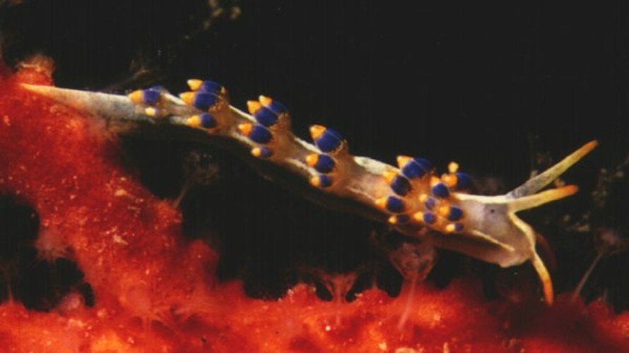 Cuthona caerulea © <a href="//commons.wikimedia.org/w/index.php?title=User:Parent_G%C3%A9ry&amp;action=edit&amp;redlink=1" class="new" title="User:Parent Géry (page does not exist)">Parent Géry</a>