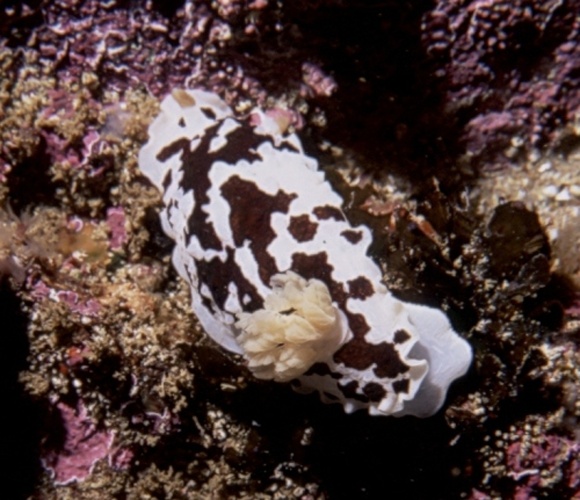 Dendrodoris nigra &copy; <a href="//commons.wikimedia.org/wiki/User:Seascapeza" title="User:Seascapeza">Seascapeza</a>