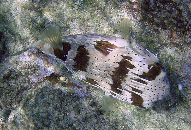 long-spine porcupinefish © <a rel="nofollow" class="external text" href="https://sites.google.com/site/thebrockeninglory/">Brocken Inaglory</a>