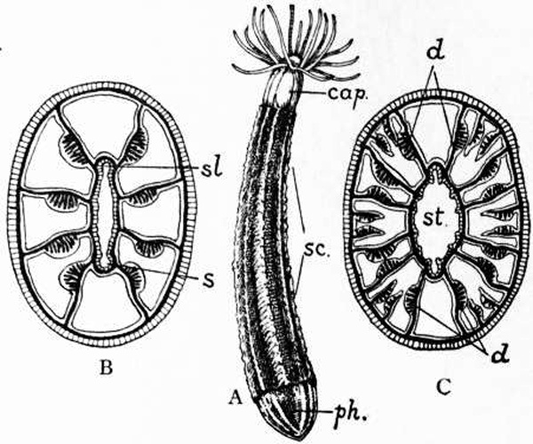 Edwardsia claparedii © Encyclopædia Britannica, 1911
