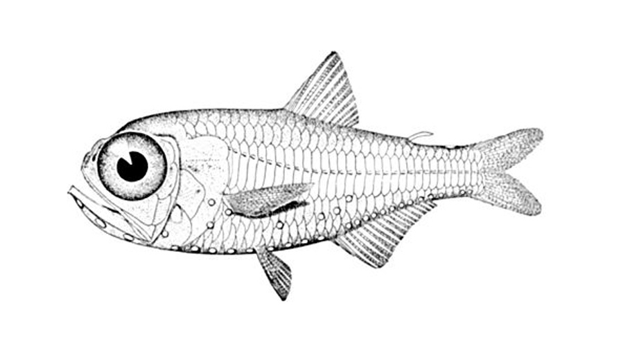 Electrona risso &copy; 