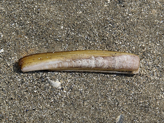 Atlantic jackknife clam &copy; <div class="fn value">
<a href="//commons.wikimedia.org/wiki/User:Biopics" title="User:Biopics">Hans Hillewaert</a>
</div>