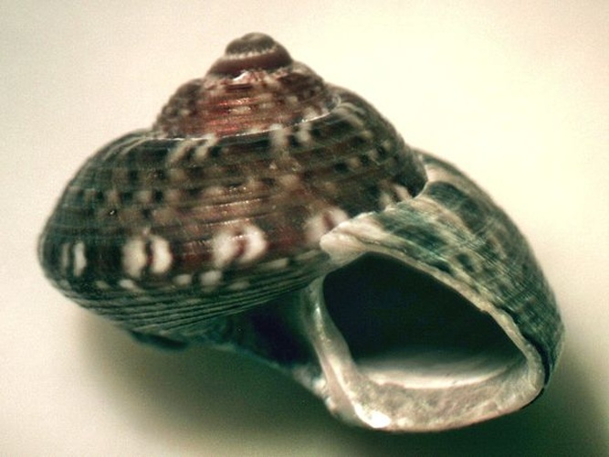 Gibbula umbilicaris &copy; Jan Delsing