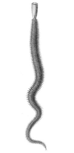 Glycera capitata &copy; Anders Sandø Ørsted (1816—1872), Johan Christian Thornam (1822—1908)