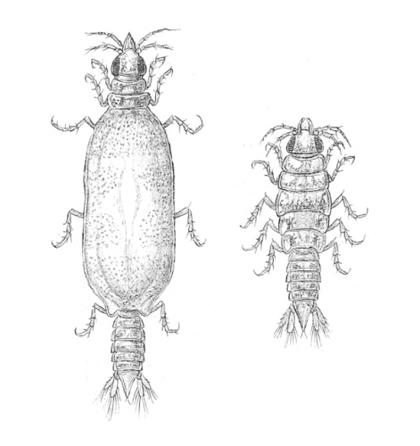 Gnathia maxillaris &copy; Georg Ossian Sars (1837–1927)
