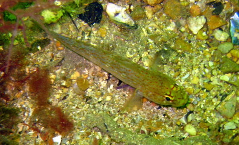 Gobius xanthocephalus © This photo has been taken by <b><a href="//commons.wikimedia.org/wiki/User:Mirgolth" title="User:Mirgolth">Matthieu Sontag</a></b> (User:Mirgolth) and released under the licenses stated below. You are free to use it for any purpose as long as you credit me as author, Wikimedia Commons as site and follow the terms of the licenses. Could you be kind enough to <a href="https://fr.wikipedia.org/wiki/Discussion_Utilisateur:Mirgolth" class="extiw" title="fr:Discussion Utilisateur:Mirgolth">leave me a message on this page</a> to inform me about your use of this picture.