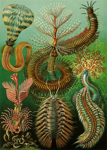 Hydroides norvegicus © <bdi><a href="https://en.wikipedia.org/wiki/en:Ernst_Haeckel" class="extiw" title="w:en:Ernst Haeckel">Ernst Haeckel</a>
</bdi>
